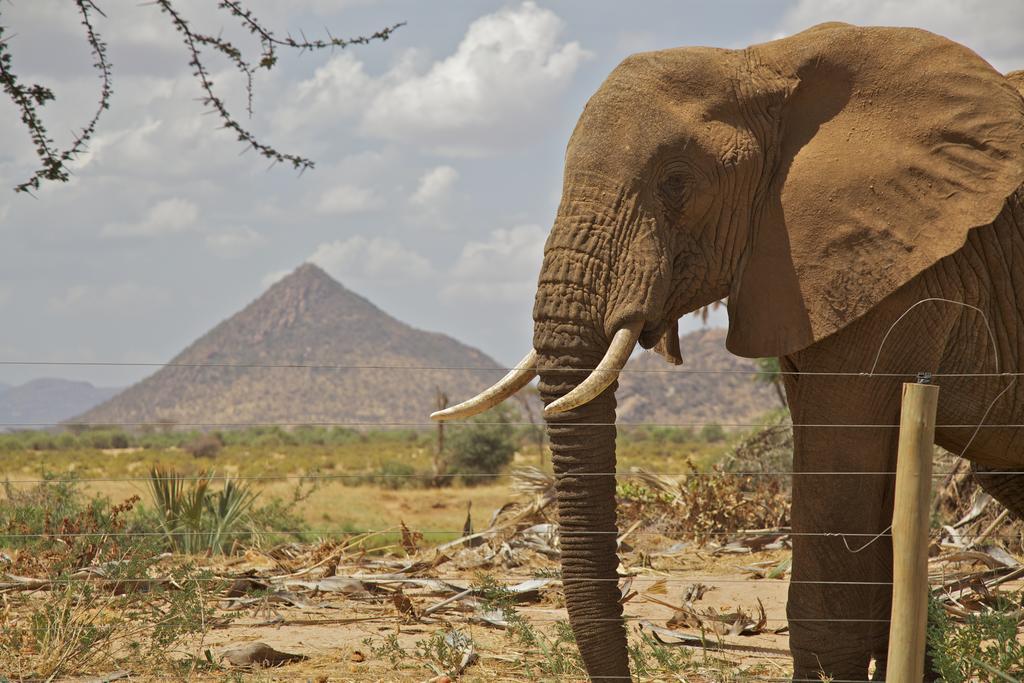 Вілла Ashnil Samburu Camp Archers Post Екстер'єр фото